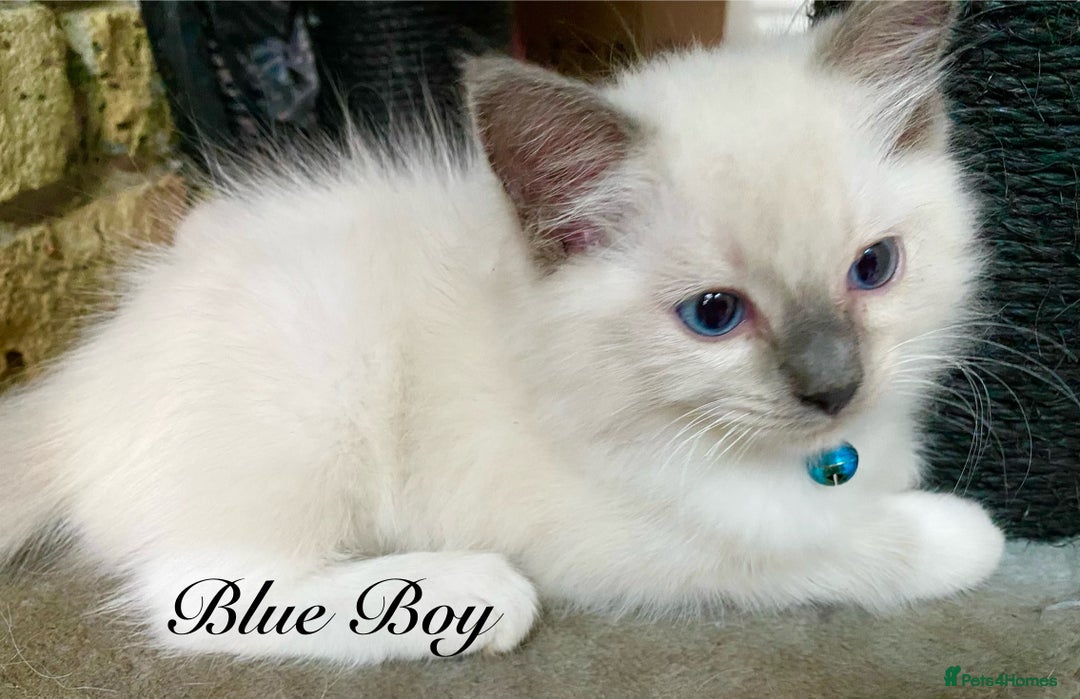 Ragdoll cats for sale: Outstanding TICA reg Kittens – Champion Bloodlines - Image 11