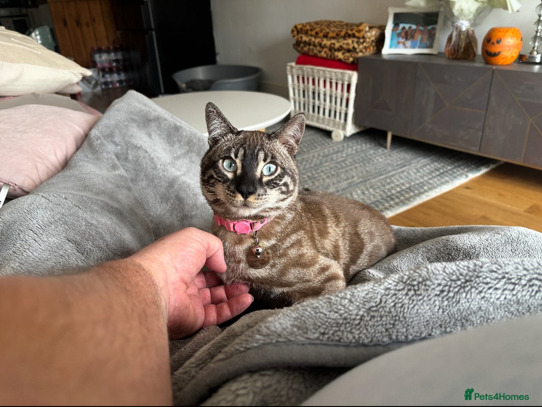 Bengal cats for sale: 2 young Sibling Bengals Boy & Girl - Advert 5