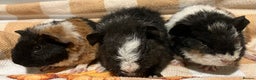 Guinea Pig rodents for sale: Handsome Teddy boys - Advert 1