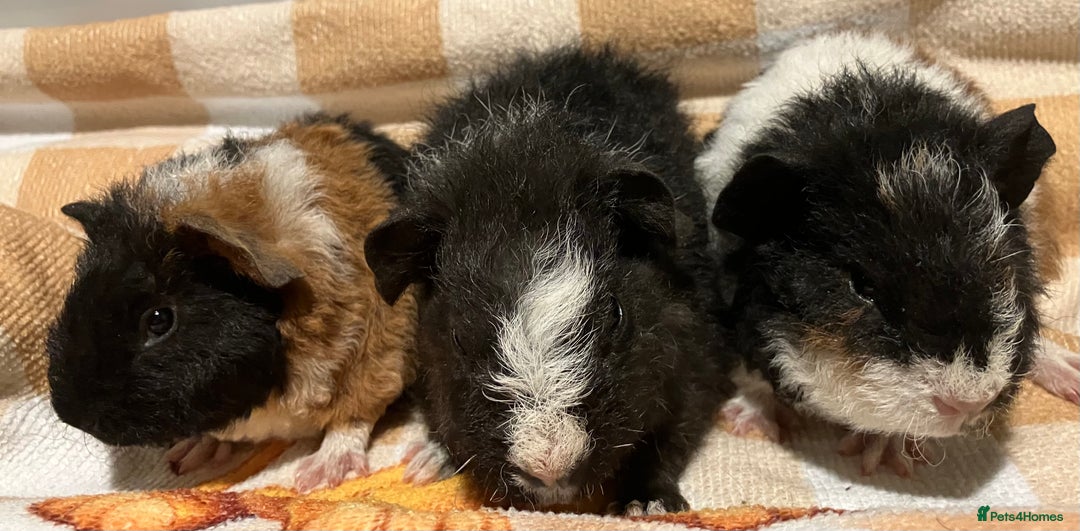 Guinea Pig rodents for sale: Handsome Teddy boys - Advert 1