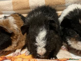 Guinea Pig rodents Handsome Teddy boys - Advert 1