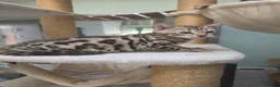 Bengal cats for sale: TICA REGISTERED BROWN ROSETTED BENGAL KITTENS  - Advert 37