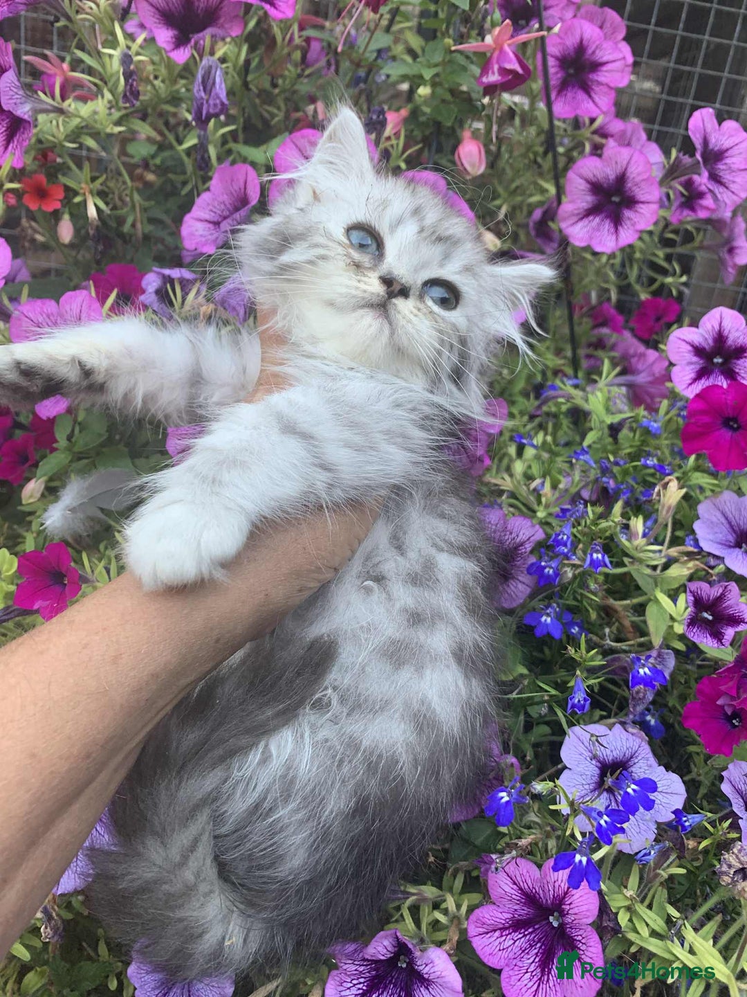 British Longhair cats for sale: British Longhair CH Pedigree Silvers  in Bournemouth - Image 17