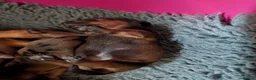 Miniature Dachshund dogs for sale: Miniature Dachshund  - Advert 6