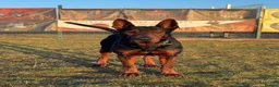 Chinese Red Dog dogs for sale: Chinese Red Dog Laizhou Hong pups - Advert 10