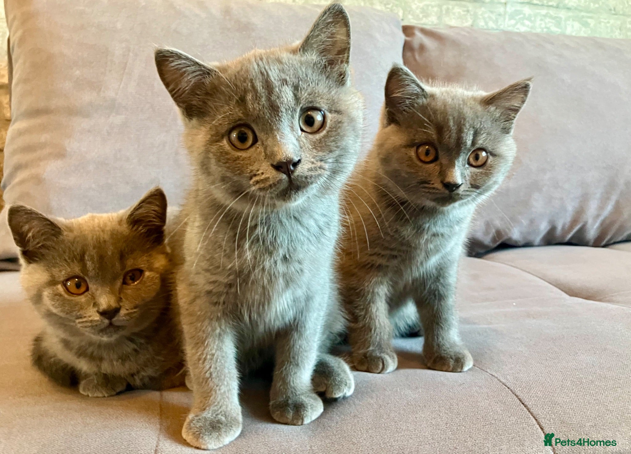 British Shorthair cats 💙 Gorgeous Blue British Shorthair Kittens  💙 - Advert 5