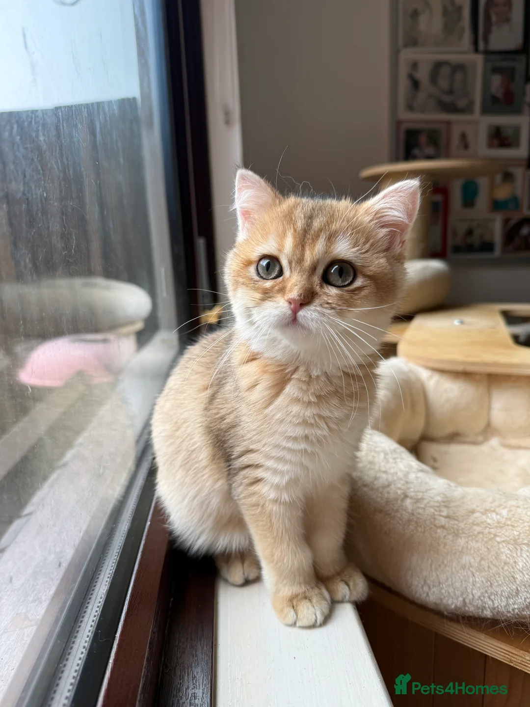 British Shorthair cats for sale: GCCF reg BSH Last Black Golden Female Kitten - Advert 23