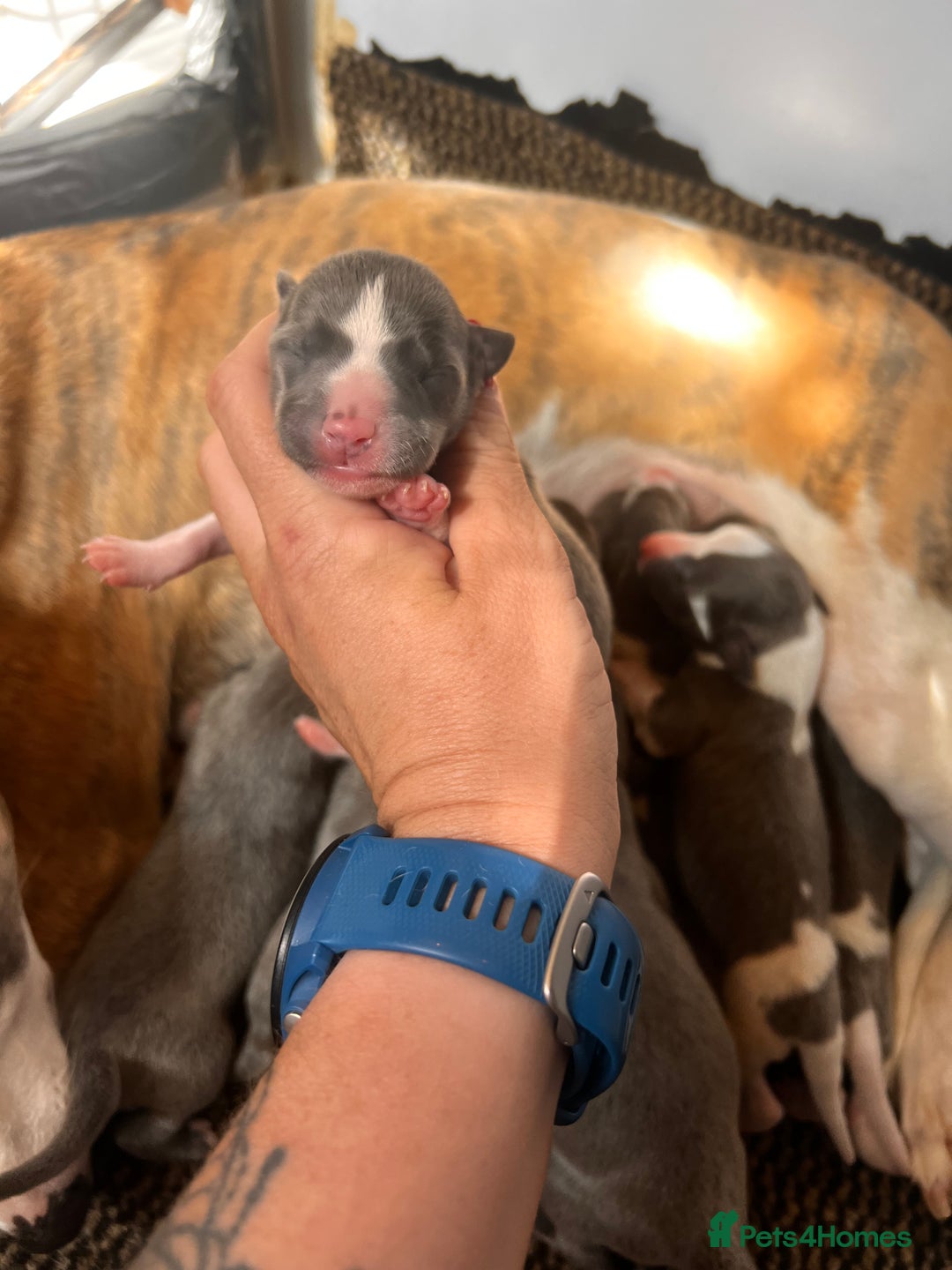 Whippet dogs for sale: Lovely petite Whippets - Image 4