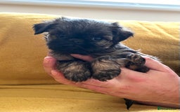 Griffon Bruxellois dogs for sale: Griffon Bruxellois Puppies - Image 8