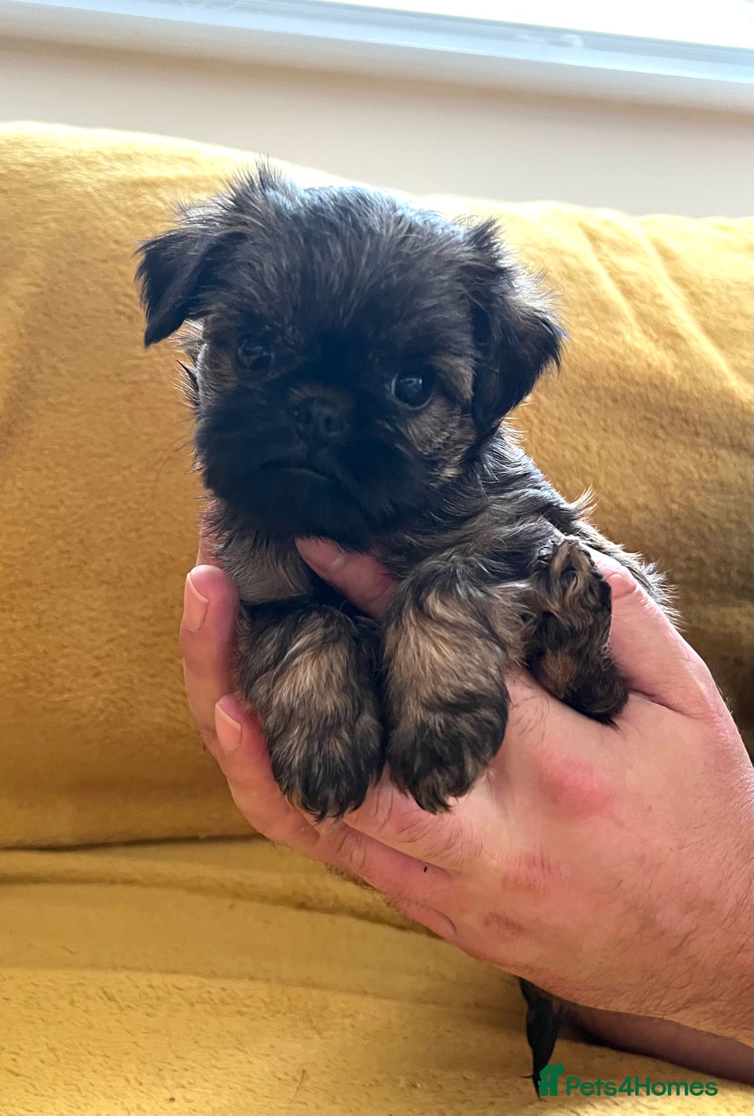 Griffon Bruxellois dogs for sale: Griffon Bruxellois Puppies - Image 8