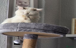 Ragdoll cats for sale: Handsome ragdoll - Image 5