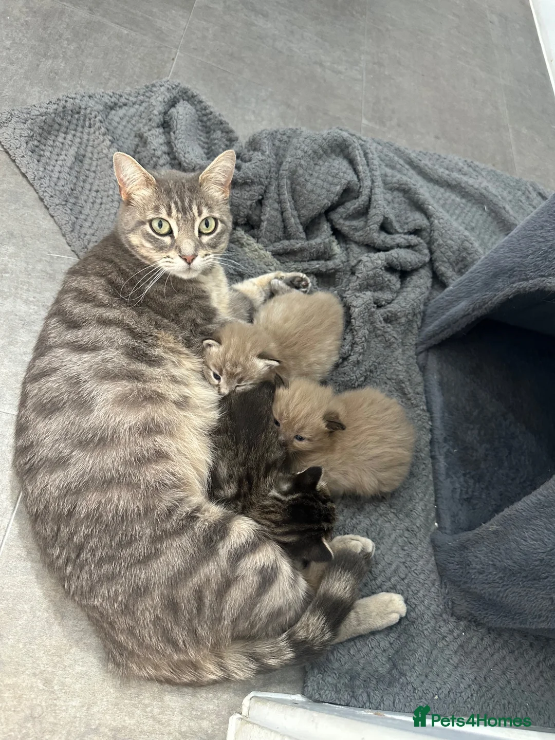 Mixed Breed cats for sale: Beautiful cream and grey kitten  - Advert 4