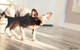 Sphynx cats for sale: Pure bloodline Black Sphynx  - Image 3