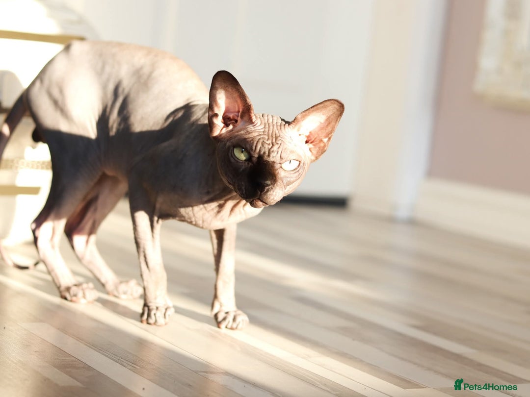 Sphynx cats for sale: Pure bloodline Black Sphynx  - Image 3