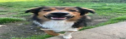 Border Collie dogs for stud: 5 year old Border Collie for stud  in Huddersfield - Advert 2