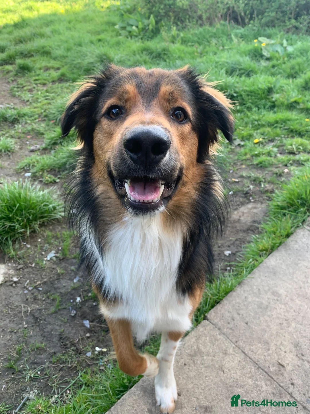 Border Collie dogs for stud: 5 year old Border Collie for stud  in Huddersfield - Advert 2