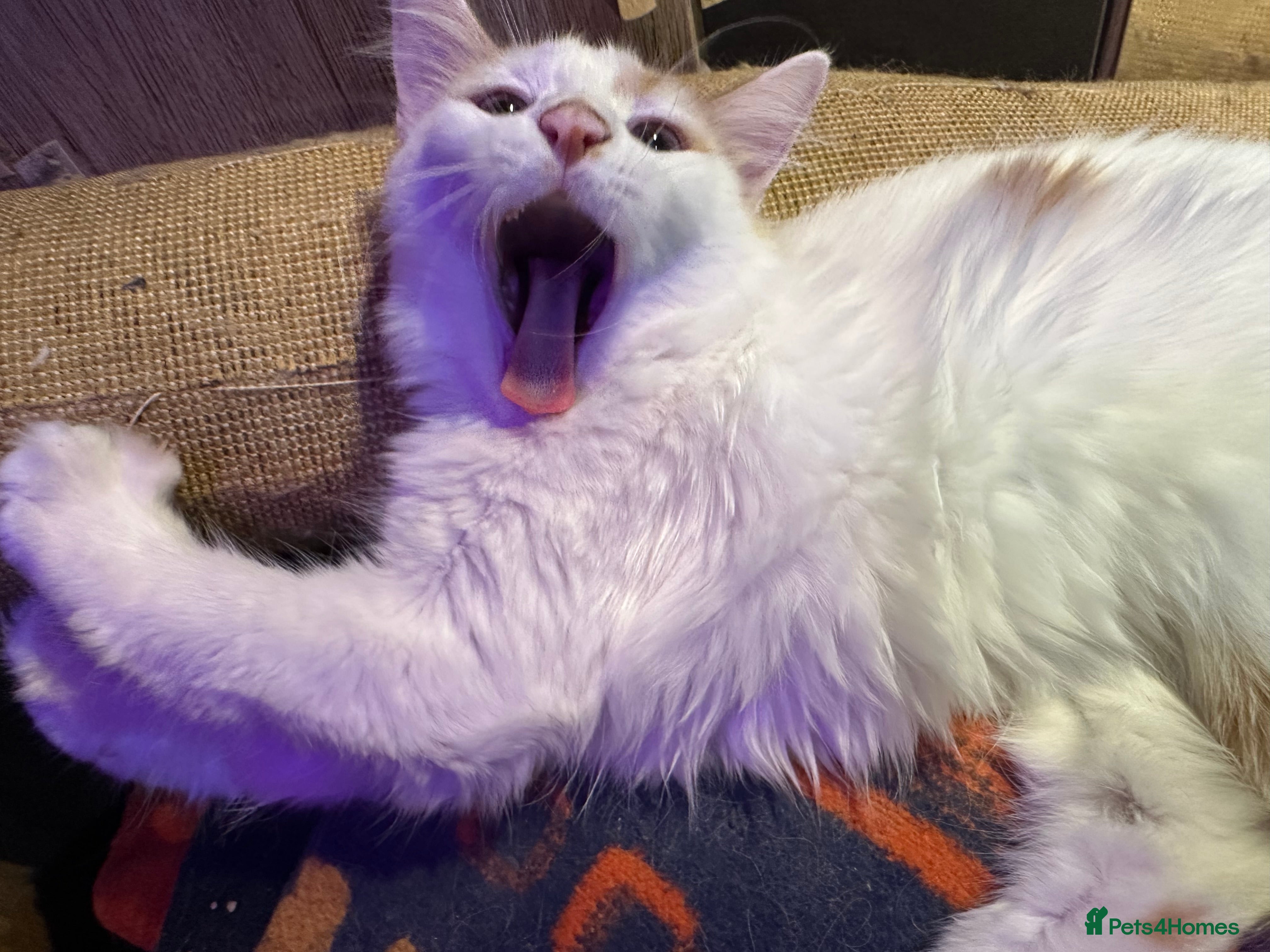 British Longhair cats British long hair + Turkish arugula  - Advert 2