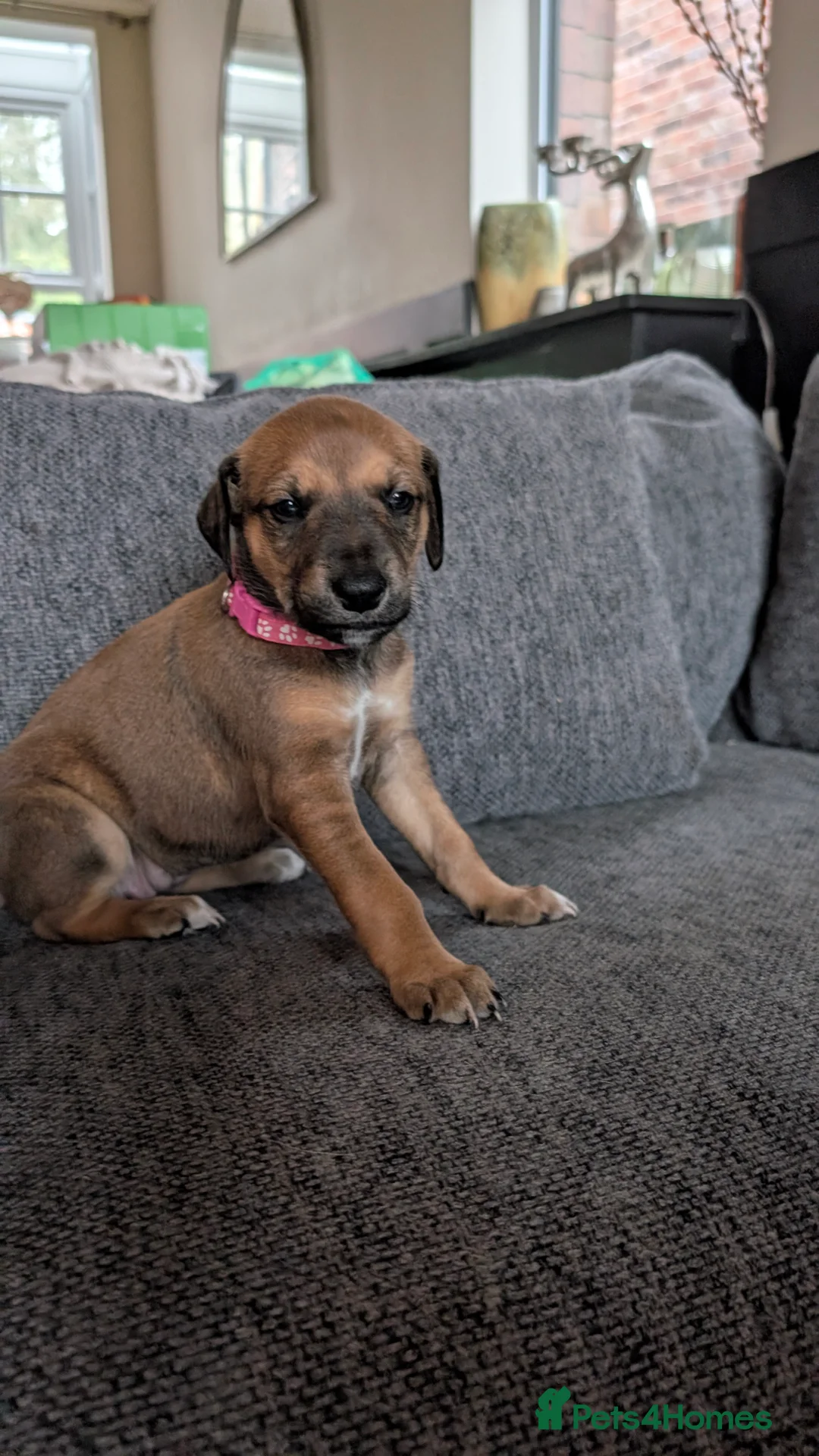 Mixed Breed dogs for sale: Lurcher  - Advert 7