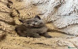 Mixed Breed cats for sale: Blue British Shorthair x Mink Blue Point Ragdoll - Image 4