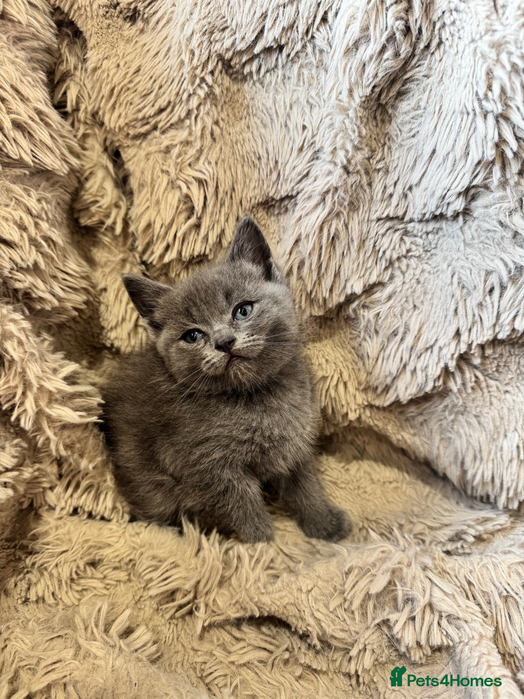 Mixed Breed cats for sale: Blue British Shorthair x Mink Blue Point Ragdoll - Image 4