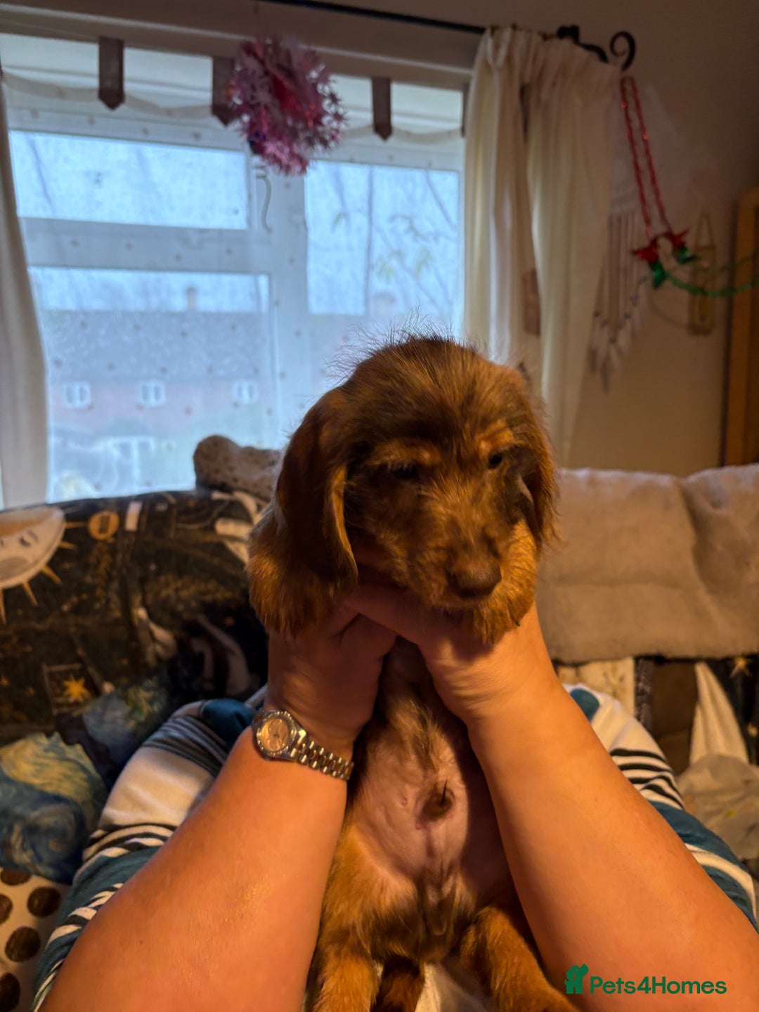 Mixed Breed dogs for sale: Beautiful Dorkie puppies Ready Now!! - Advert 8