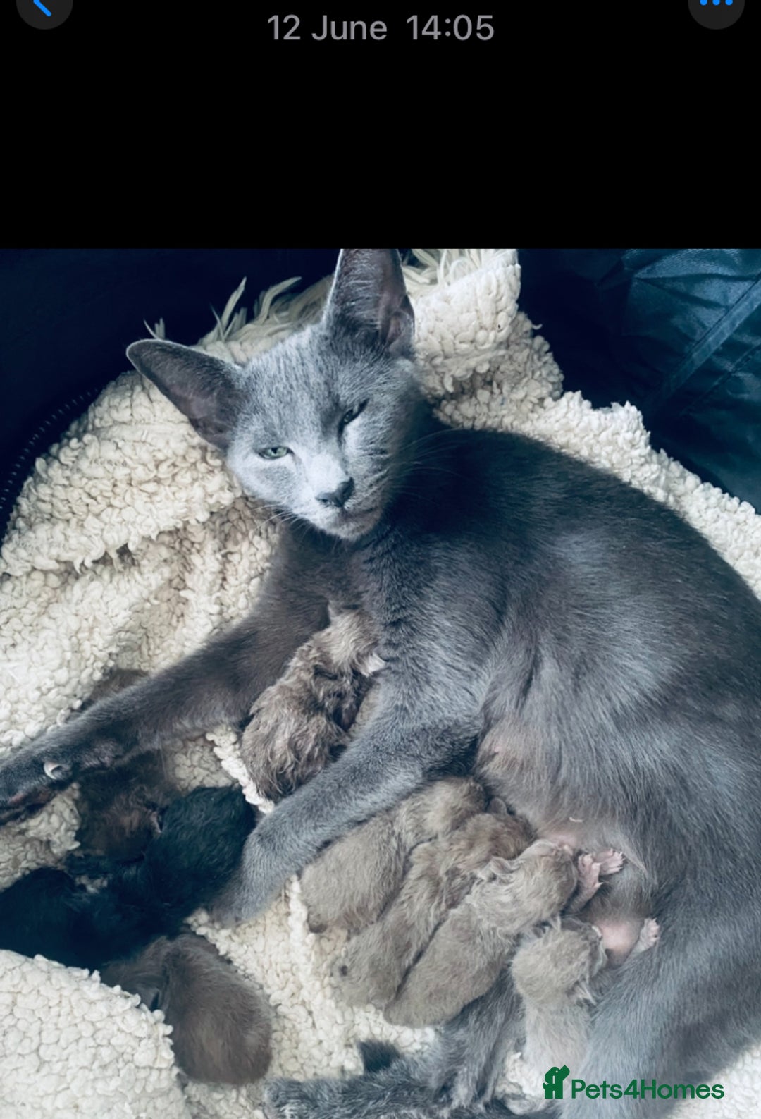 Mixed Breed cats for sale: Oriental X Siamese kittens  - Image 37