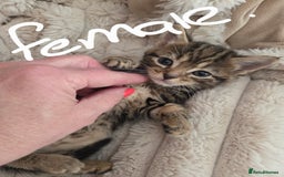 Mixed Breed cats for sale: 6 beautiful kittens left for sale  - Image 6
