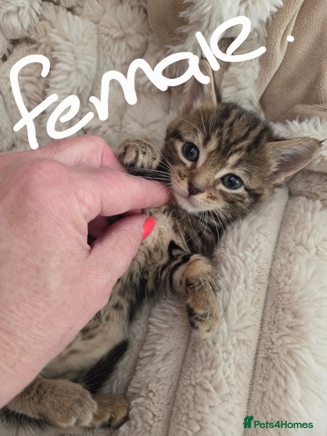 Mixed Breed cats for sale: 6 beautiful kittens left for sale  - Image 6