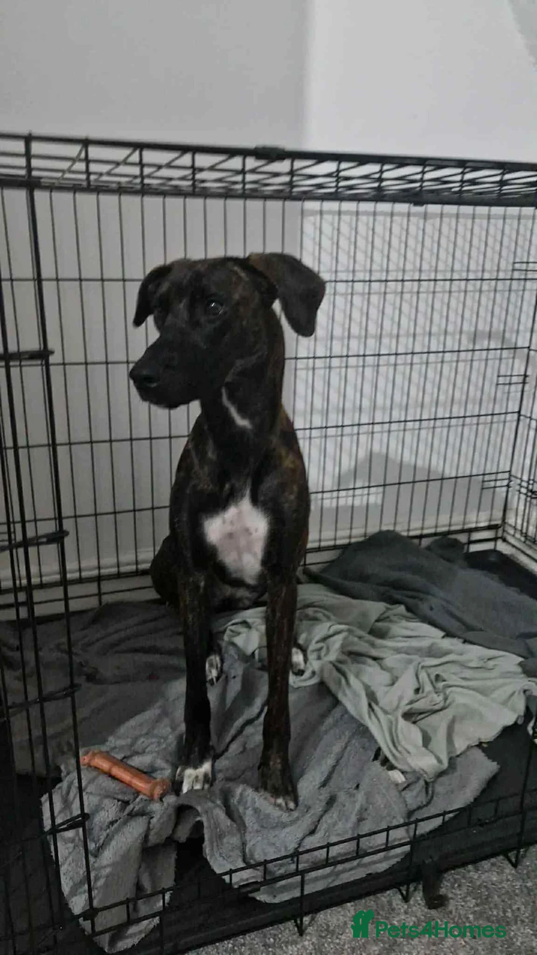 Mixed Breed dogs for sale: Delta - Advert 3