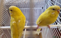 Budgerigars birds for sale: Budgies lutino for sale  - Image 8