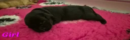 Labrador Retriever dogs for sale: Health Tested Beautifully Bred Labrador Puppies  in Southampton - Advert 3
