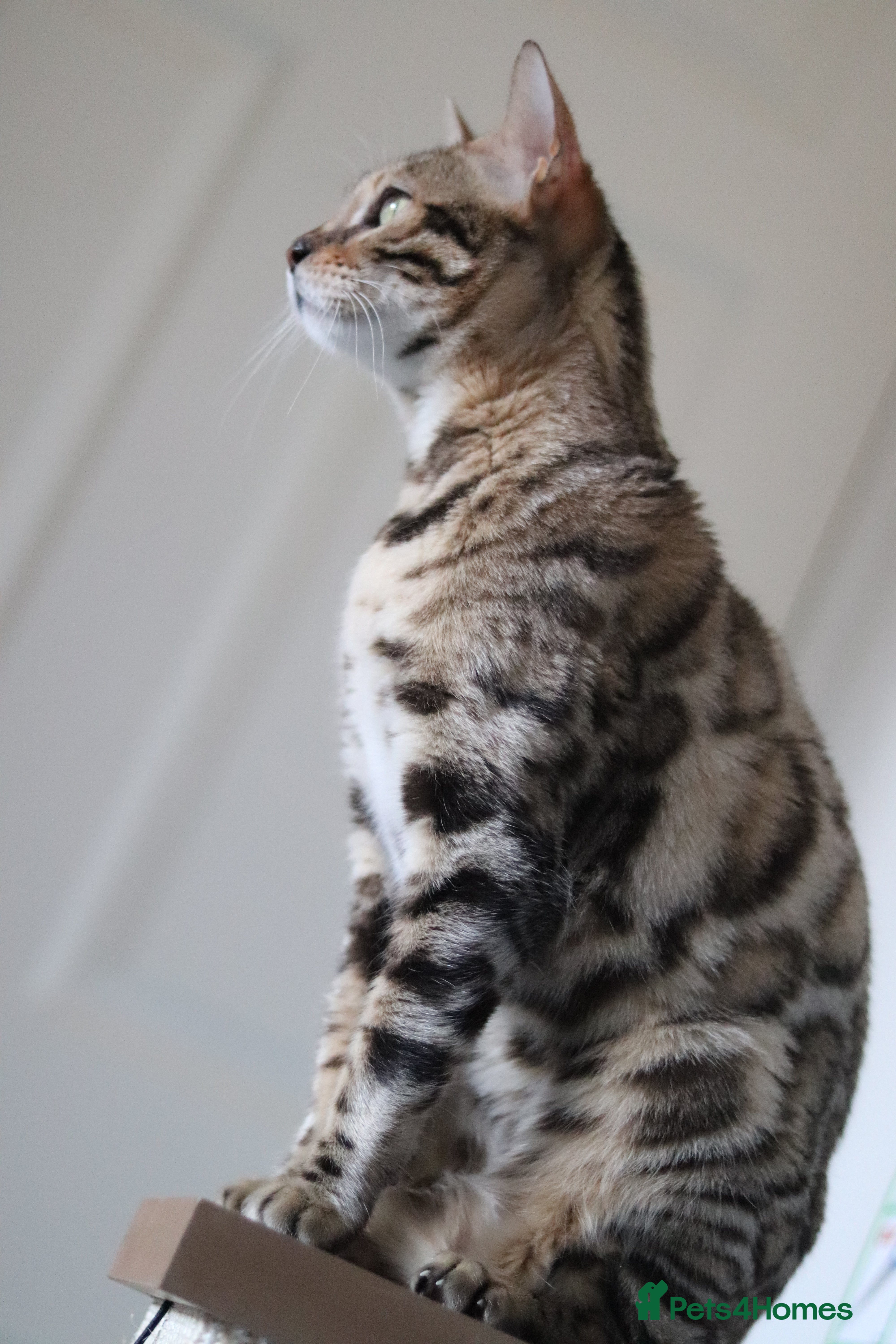 Bengal cats 🔥ELITE IMPORTED SEAL SEPIA BENGAL QUEEN ACTIVE⭐ - Advert 11