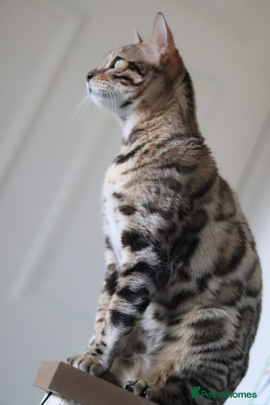 Bengal cats for sale: 🔥ELITE IMPORTED SEAL SEPIA BENGAL QUEEN ACTIVE⭐ - Advert 2