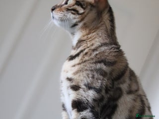 Bengal cats 🔥ELITE IMPORTED SEAL SEPIA BENGAL QUEEN ACTIVE⭐ - Advert 1