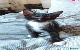 Domestic Shorthair cats for sale: Black And White Male - Image 2
