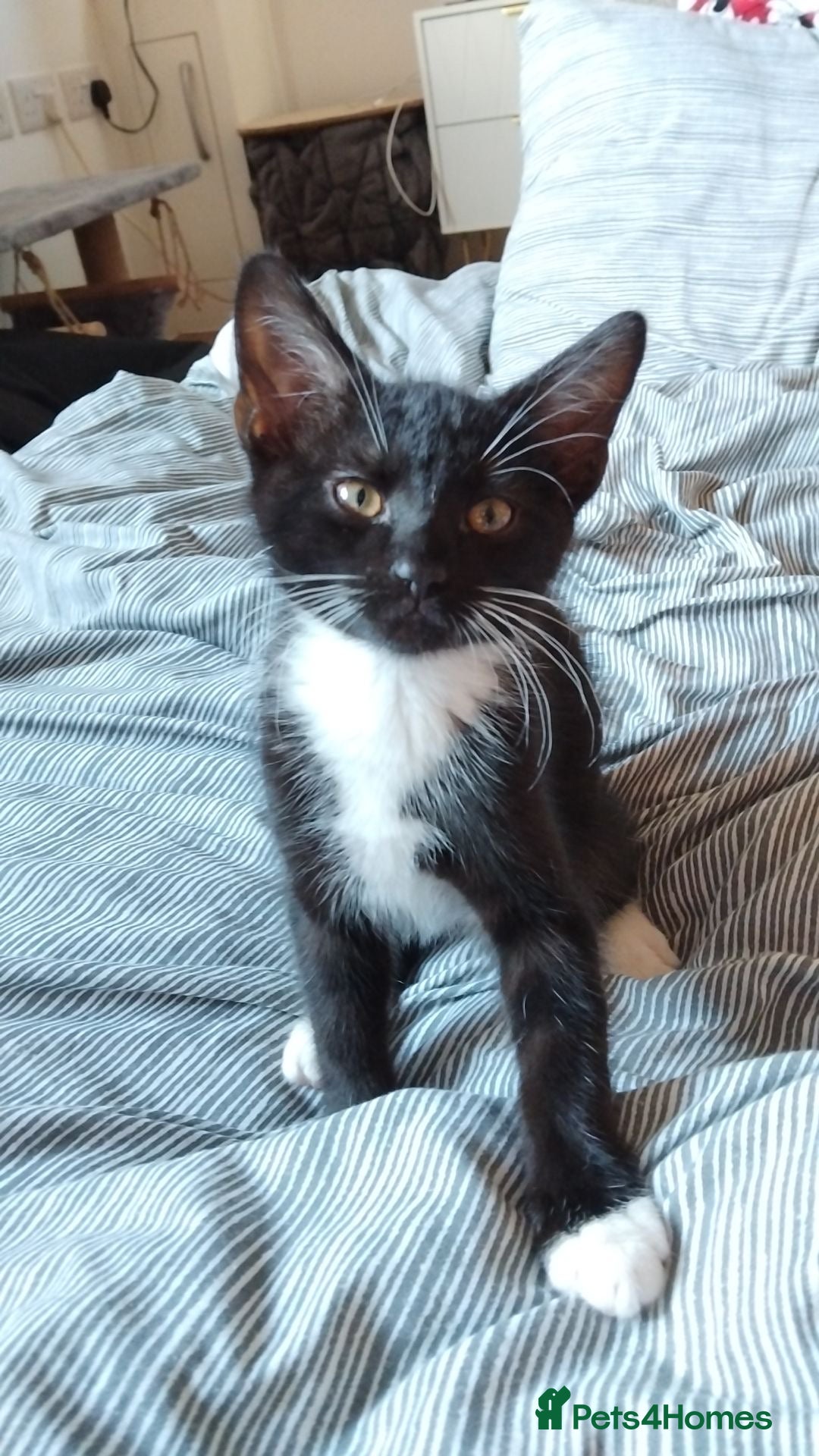 Domestic Shorthair cats for sale: Black And White Male - Image 2