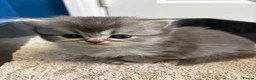Persian cats for sale: British Persians  - Advert 9