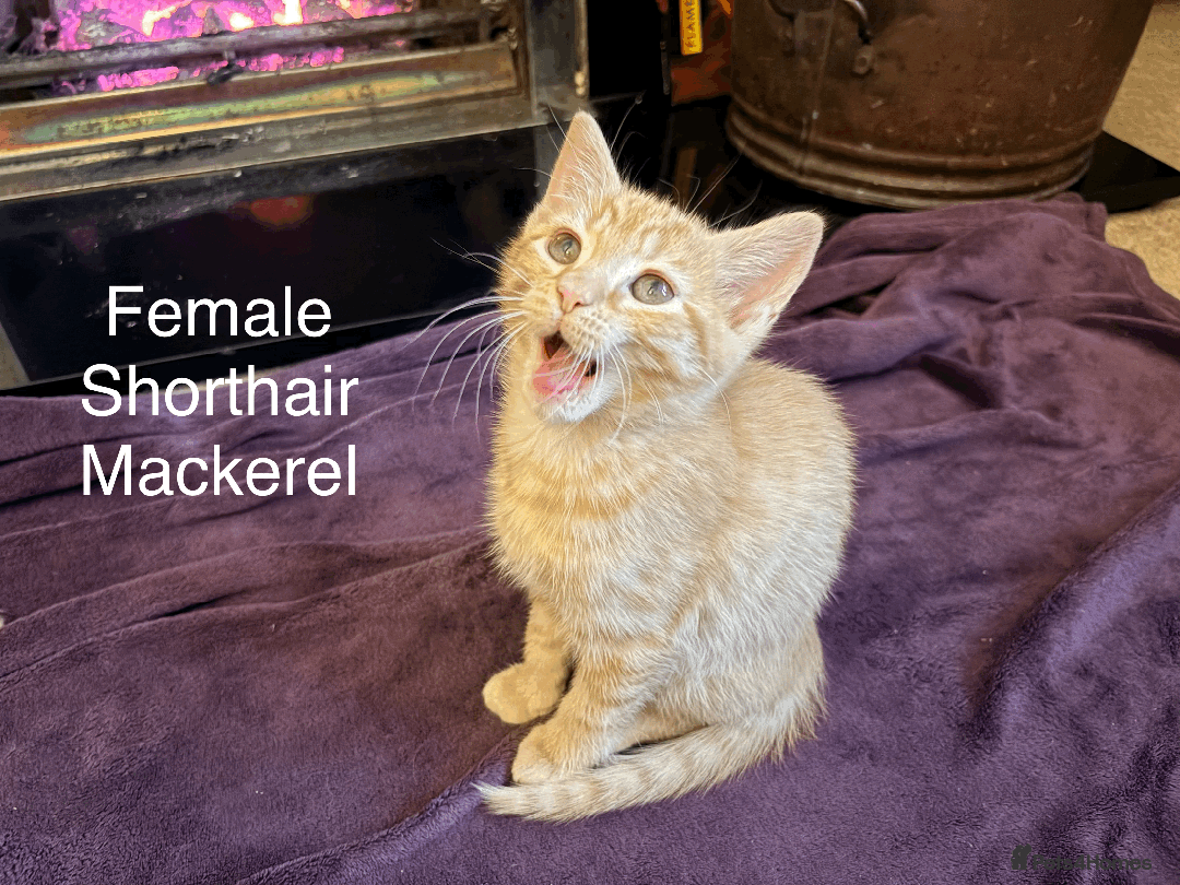 Mixed Breed cats for sale: Seven gingers, bundles of joy! - Advert 15