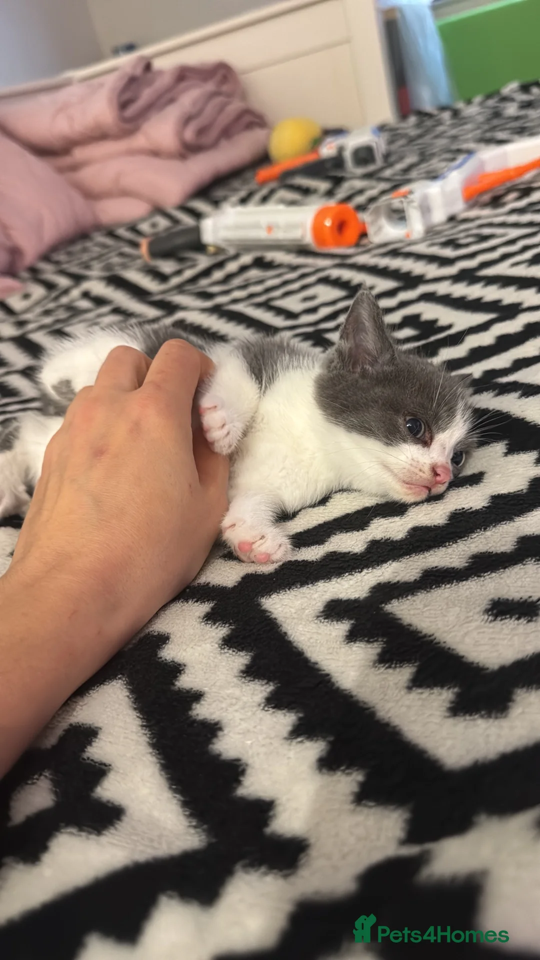 Bombay cats for sale: Little furies are looking for forever homes  - Advert 3