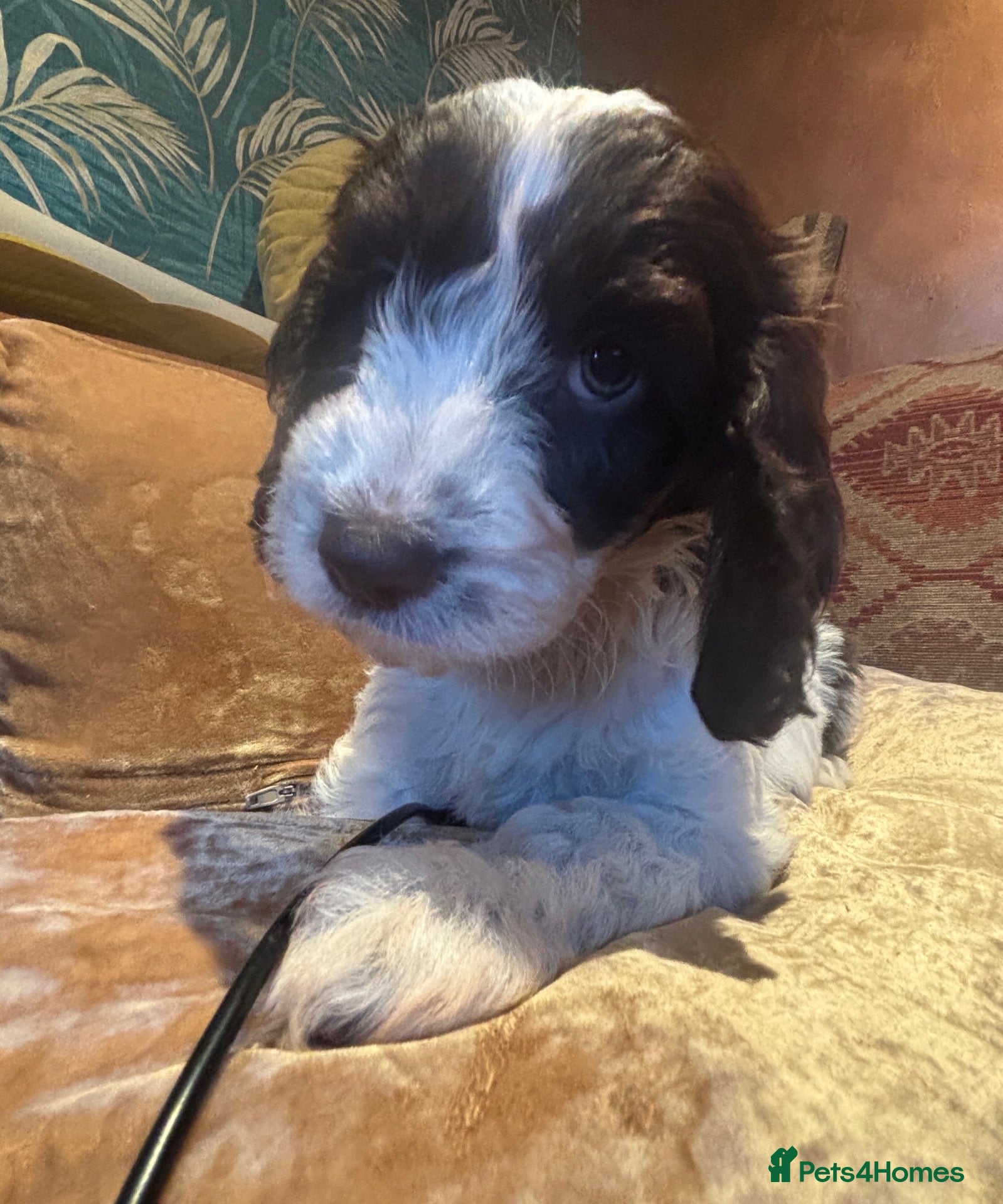 Cockapoo dogs 🩷💙F1 Quality Teddy Bear Cockapoo pups 🩷💙 - Advert 2