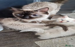 Ragdoll cats for sale: Ragdolls ready now - Image 10