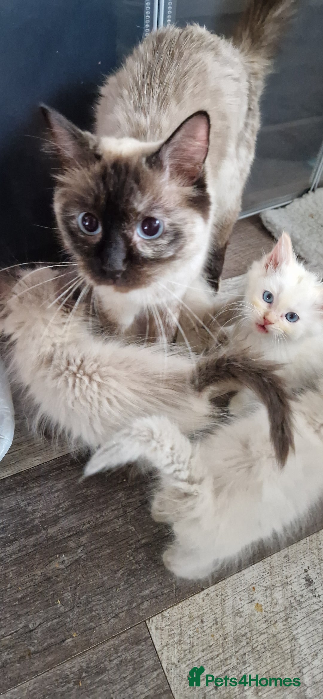 Ragdoll cats for sale: Ragdolls ready now - Image 10