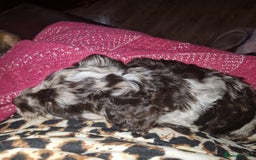 Mixed Breed dogs for sale: Stunning chocolate merle sproodles - Image 11