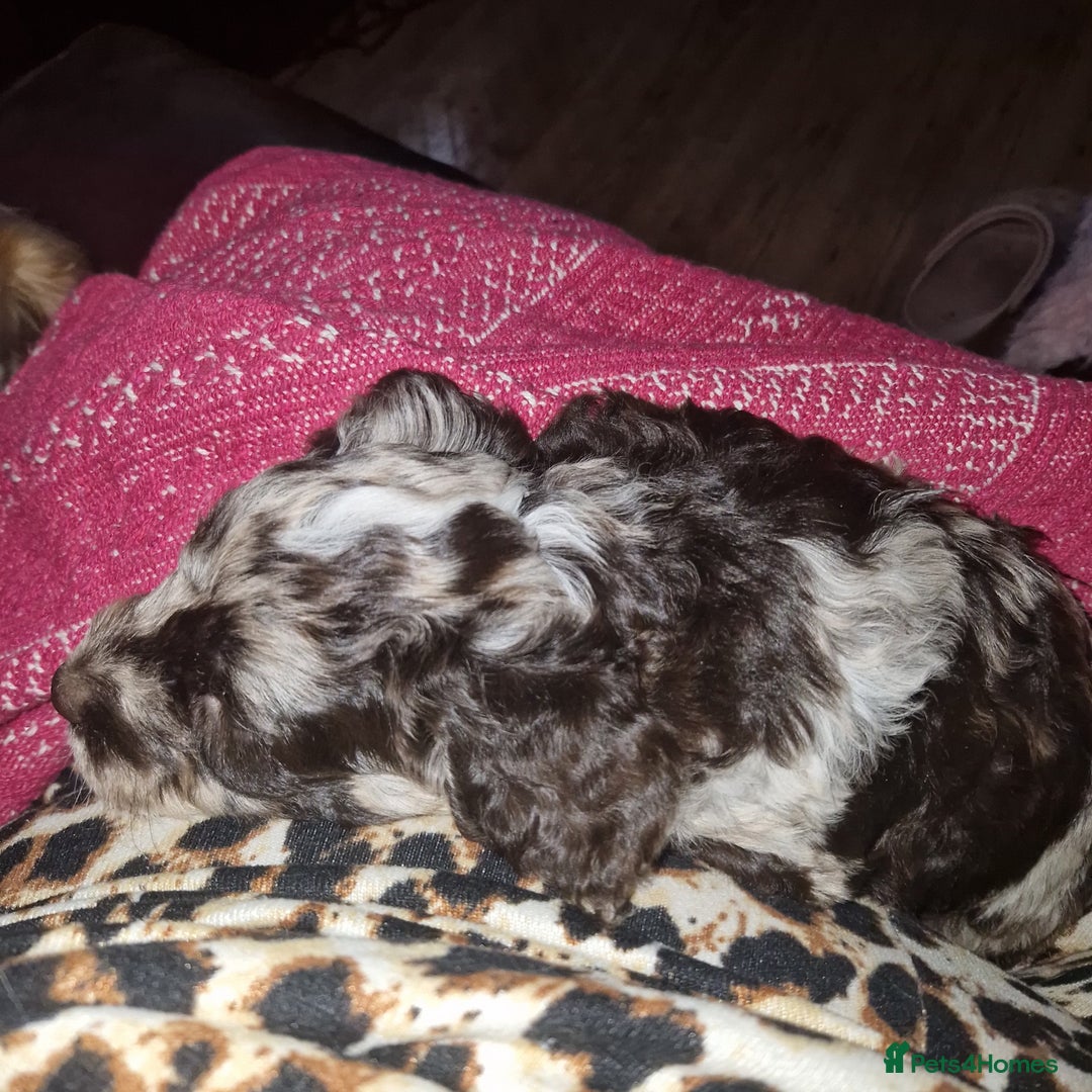 Mixed Breed dogs for sale: Stunning chocolate merle sproodles - Image 11
