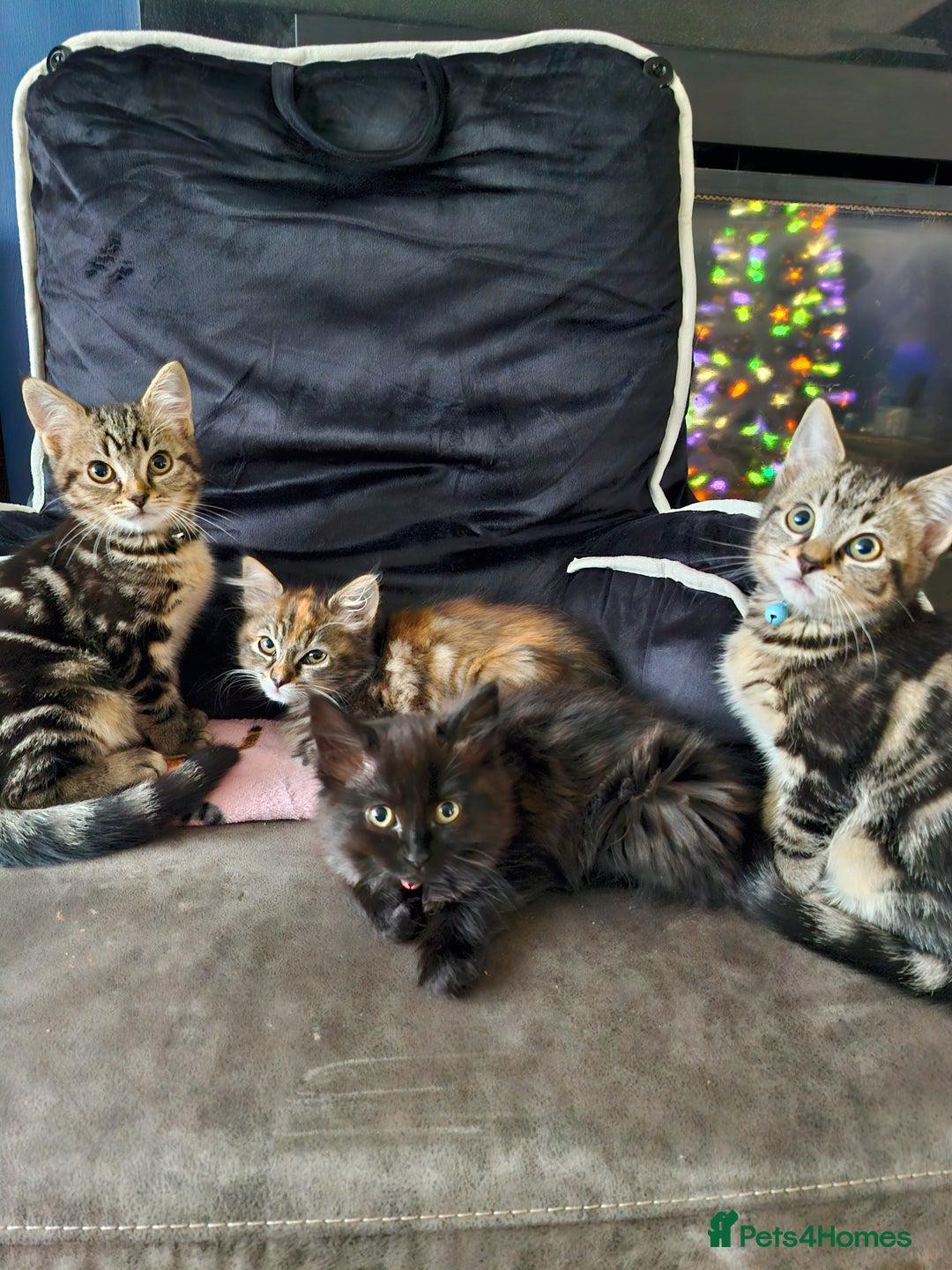 Domestic Shorthair cats for sale: 11 week old kittens ready for their forever homes - Advert 5