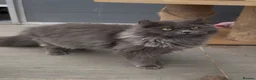 Maine Coon cats for sale: Maine coon crossed american curl blue boy  - Advert 7