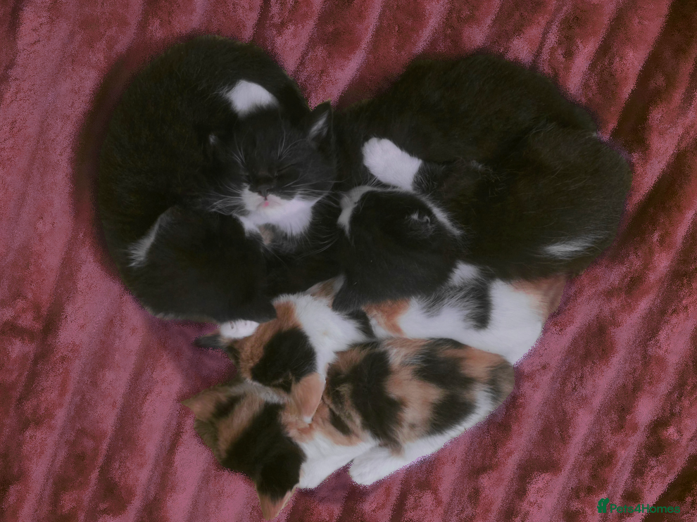 Domestic Shorthair cats domestic shorthairs!! - Advert 4