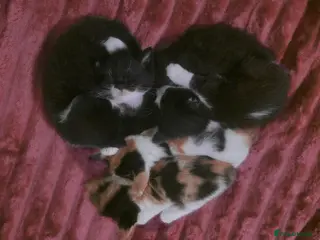 Domestic Shorthair cats domestic shorthairs!! - Advert 4