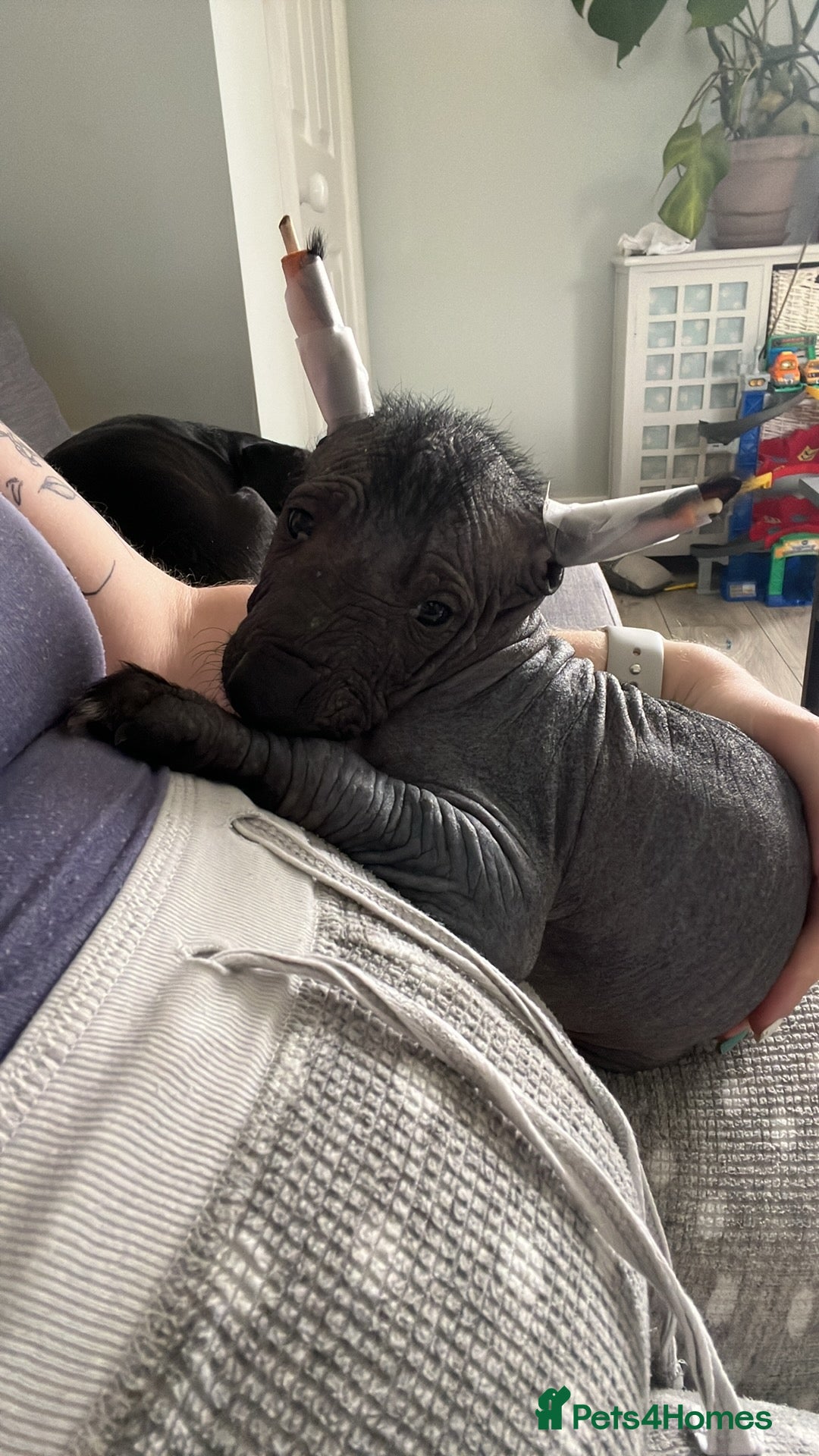 Mexican Hairless dogs for sale: Female coated Mexican hairless dog - Image 10