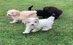 Cockapoo dogs for sale: Amazing cockapoo puppies  - Image 4
